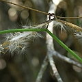 Gymnanthera oblonga (Harpoon Bud) seed pods. This species is a mangrove inhabitant not a true mangrove.<br />Canon EOS 7D + EF70-200 F4L IS +EF1.4xII